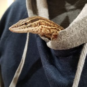 Ackie Monitor Pics