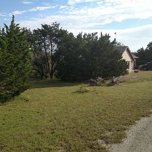 Clearing cedars - before