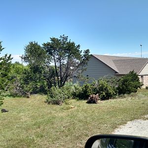 Clearing cedars- after