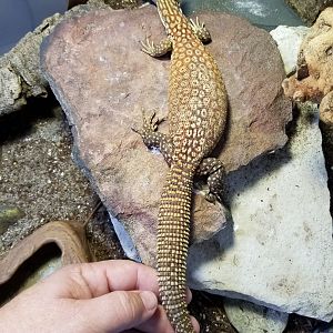 Ackie on basking rock