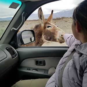 Death Valley 2020 Burro
