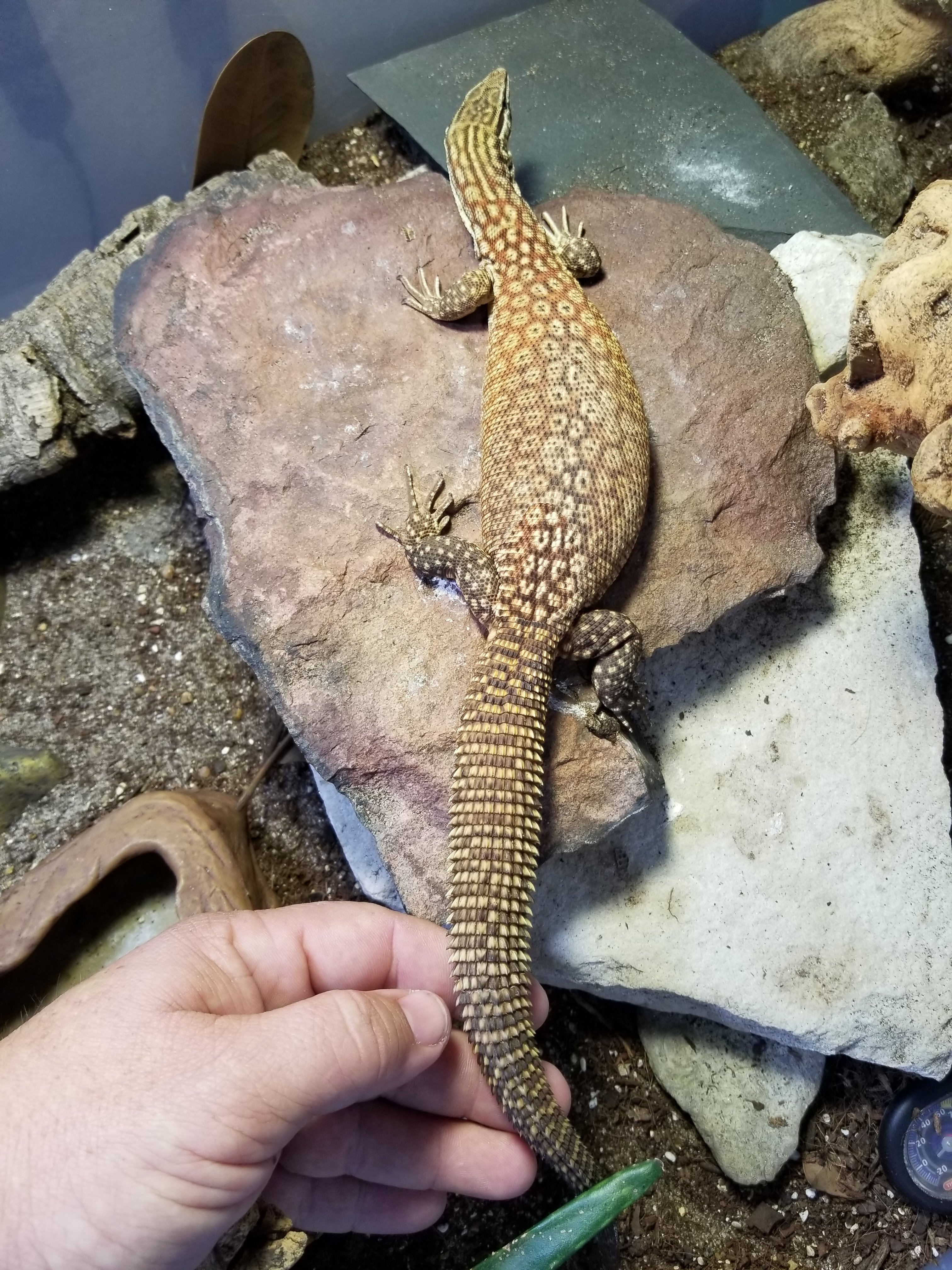 Ackie on basking rock