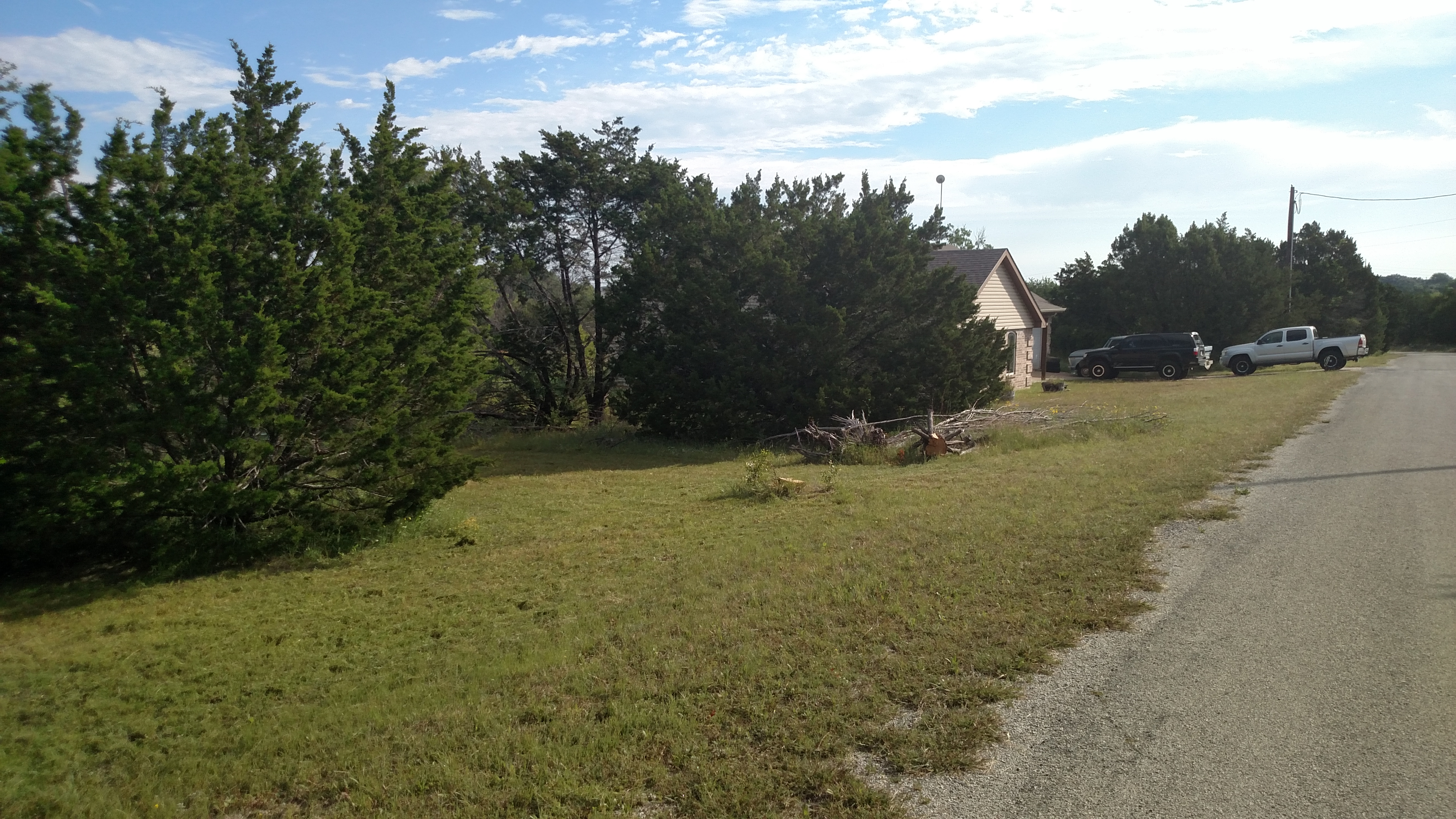 Clearing cedars - before