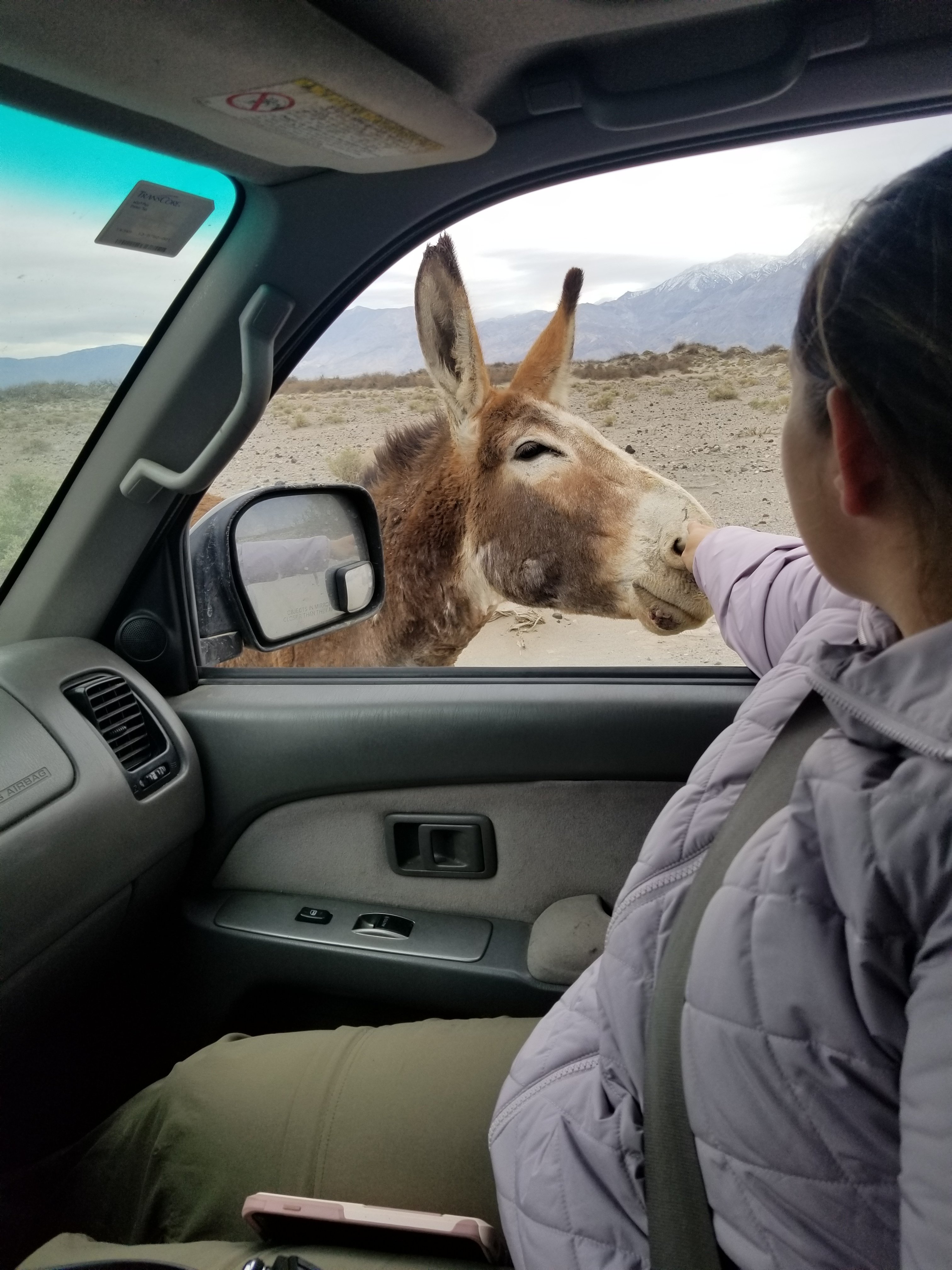 Death Valley 2020 Burro