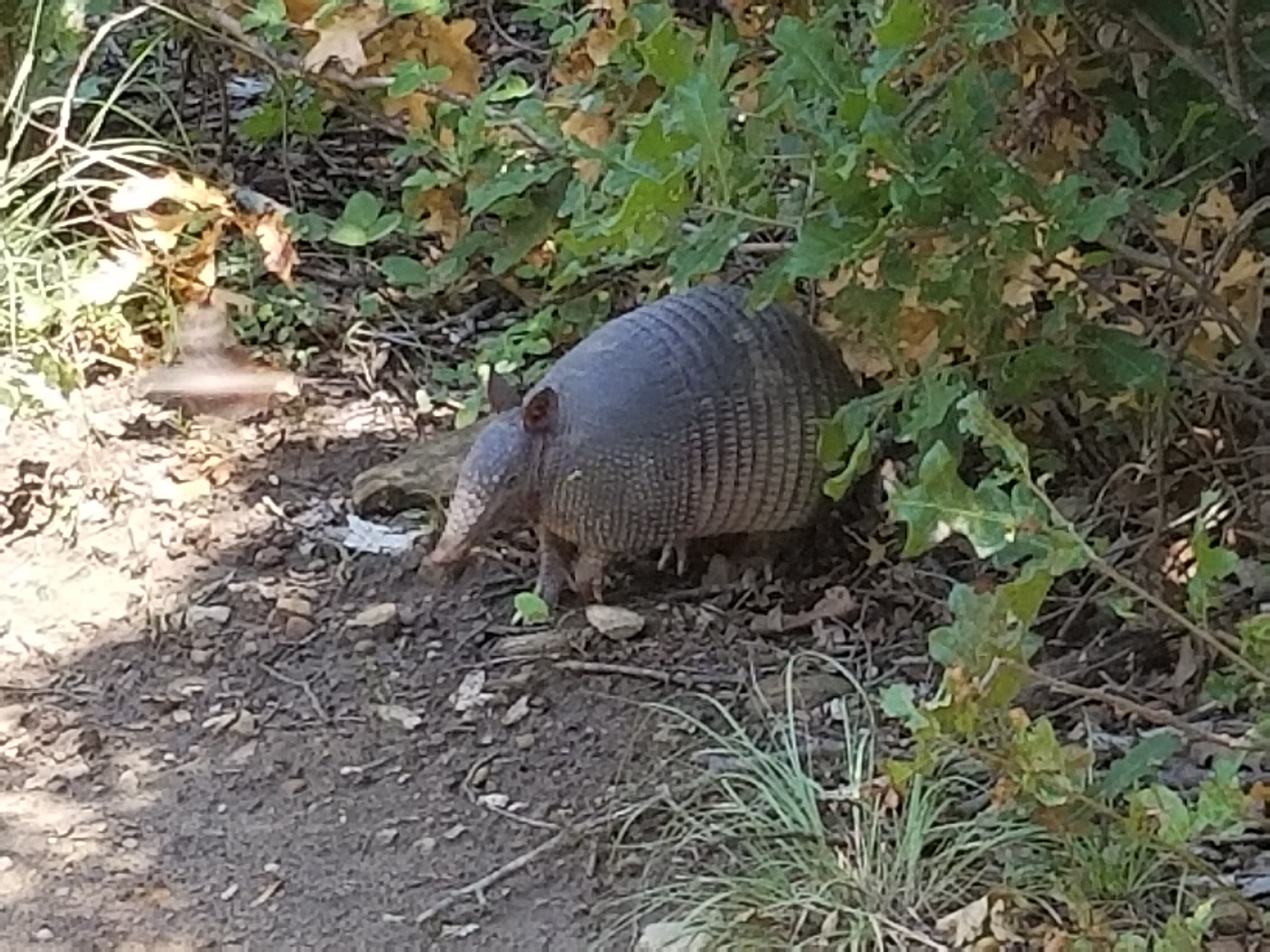Northwest OHV TOR Meet June 2017 (15)